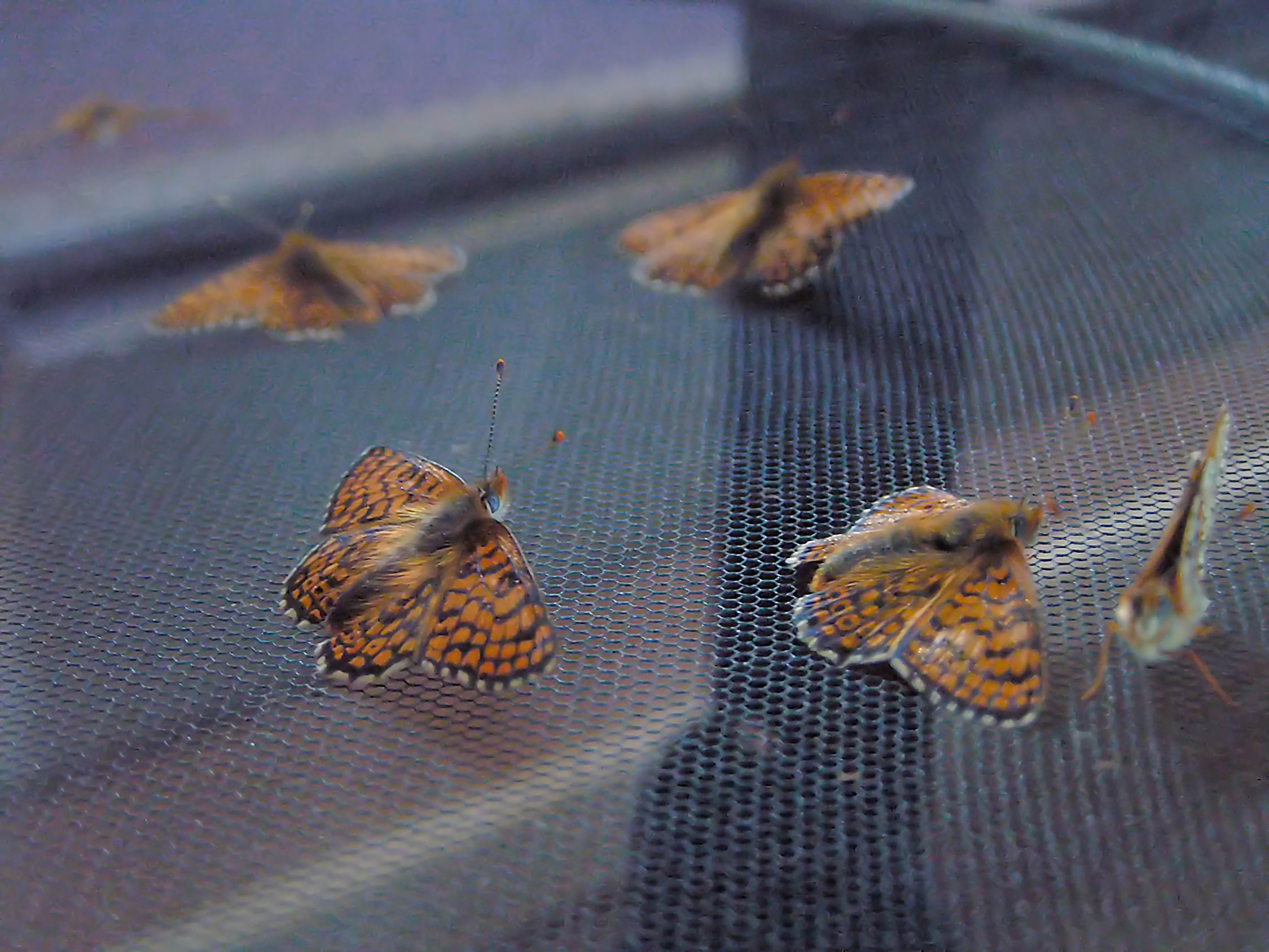 Photo: Pave Väisänen